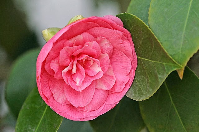 benuj0tflfc71 Conheça as flores mais raras do mundo