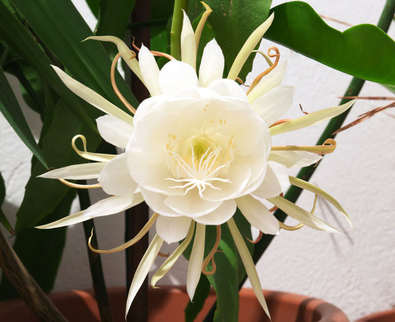 epiphyllum-oxypetalum Últimas postagens