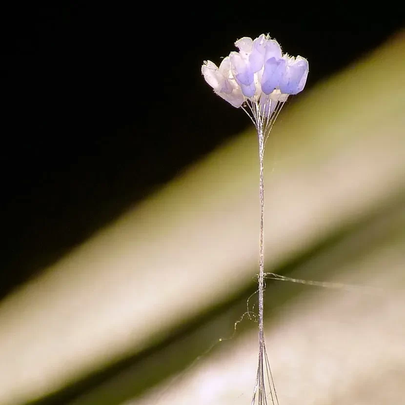 v7EvRuY-edited Conheça as flores mais raras do mundo