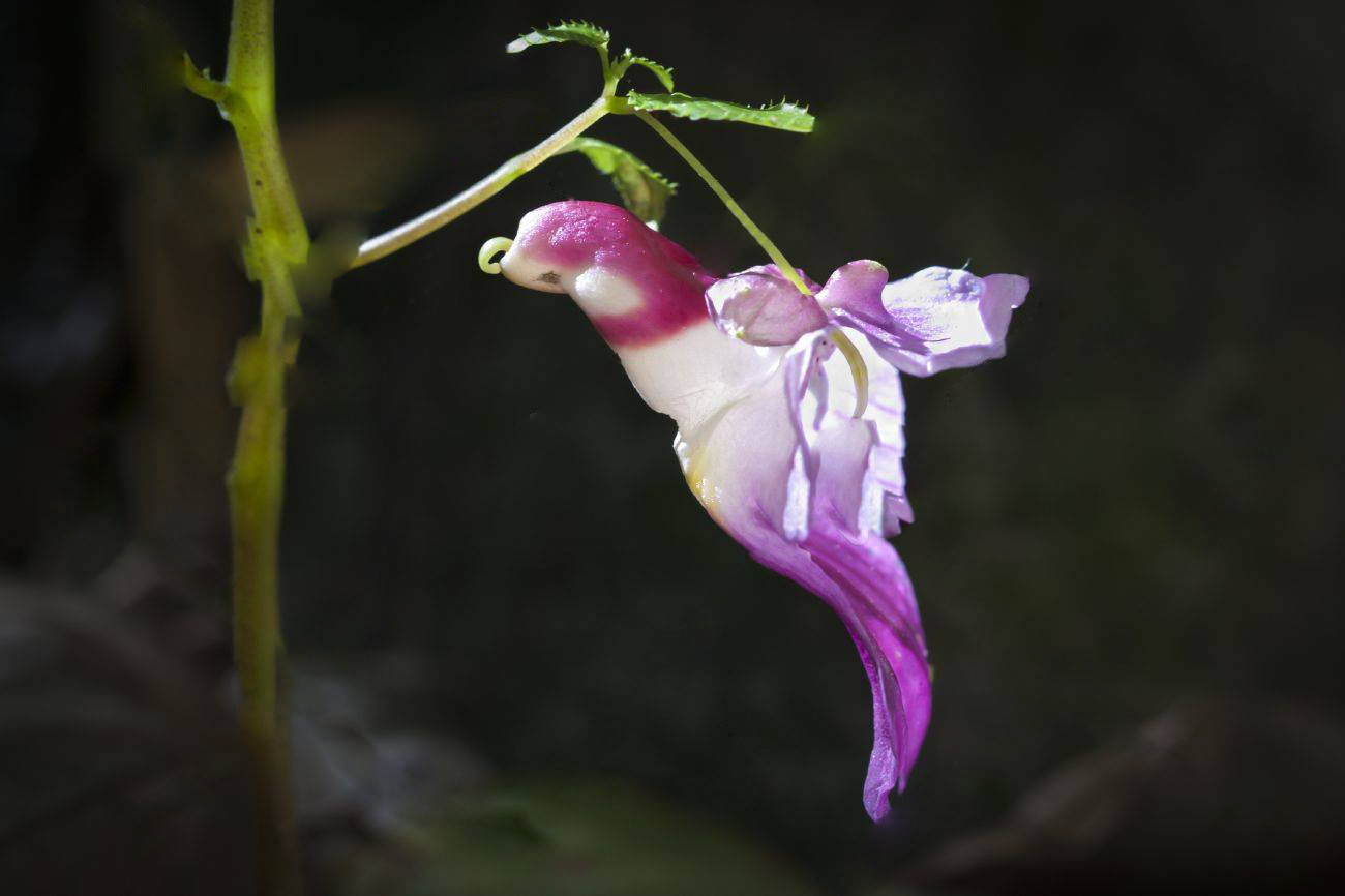 Flores exóticas: descubra as espécies mais diferentes e surpreendentes