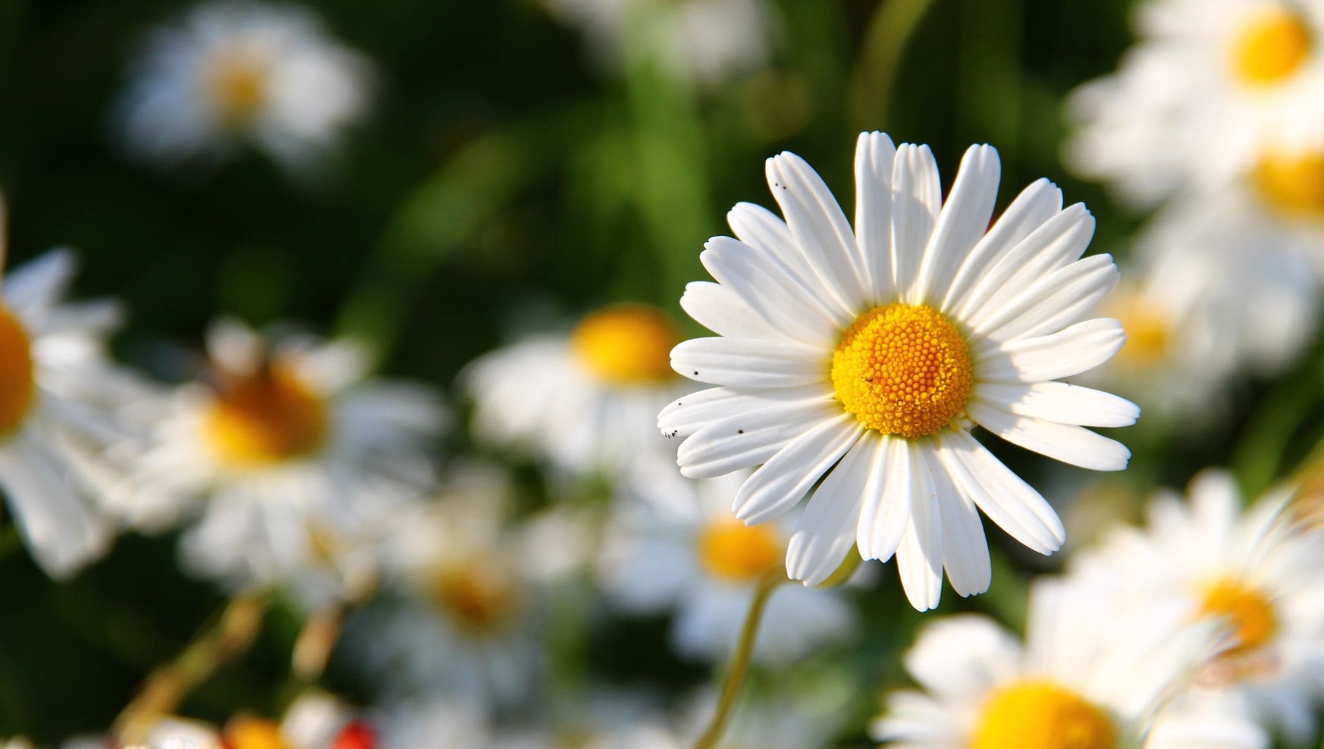 Símbolos de nova vida com lírios, margaridas e tulipas