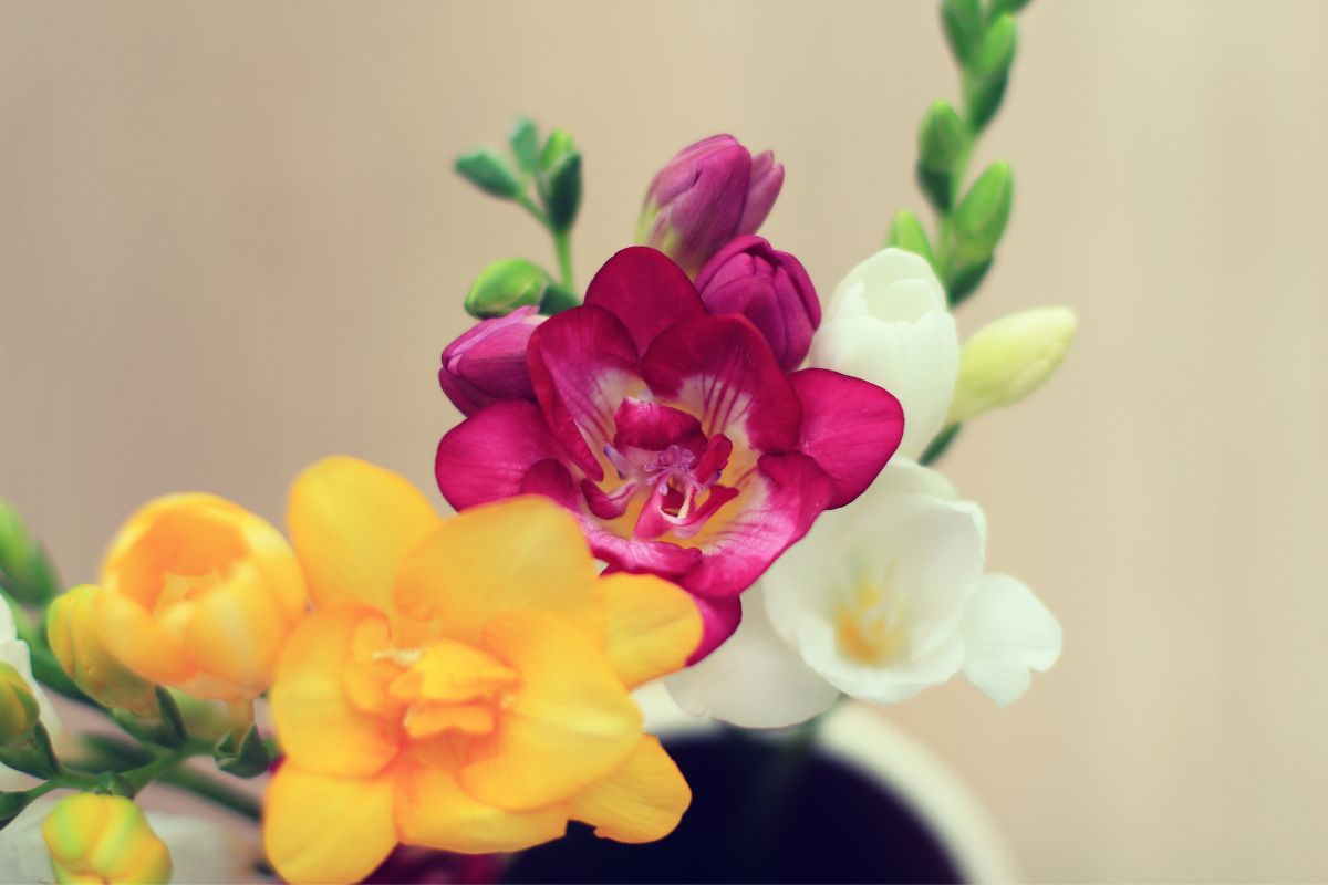Flores para ambientes internos: Escolha as melhores espécies