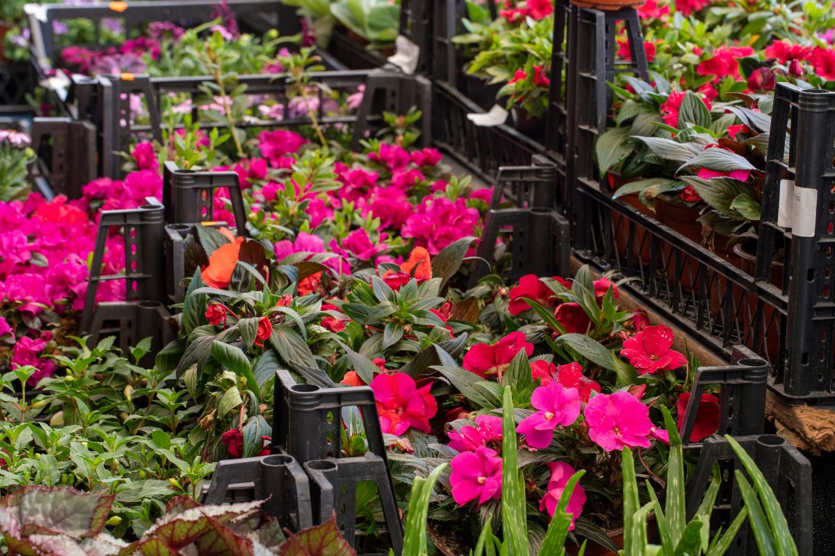 Plantas ornamentais: Dê mais vida e cor ao seu lar